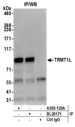 TRMT1L/C1orf25 Rabbit anti-Human, Mouse, Polyclonal, Bethyl Laboratories