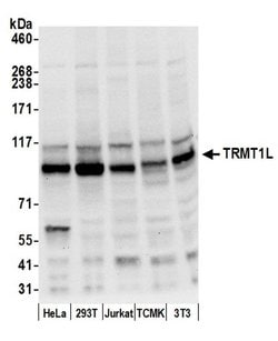 TRMT1L/C1orf25 Rabbit anti-Human, Mouse, Polyclonal, Bethyl Laboratories