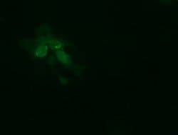 TRMT2A Mouse anti-Human, Clone: OTI3B3, lyophilized, TrueMAB 100 &mu;g;