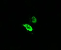TRMT2A Mouse anti-Human, Clone: OTI1H2, lyophilized, TrueMAB 100 &mu;g;