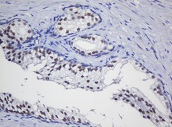 TRMT2A Mouse anti-Human, Clone: OTI2A1, lyophilized, TrueMAB 100 &mu;g;