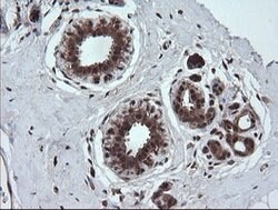 TRMT2A Mouse anti-Human, Clone: OTI3B3, lyophilized, TrueMAB 100 &mu;g;
