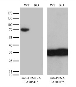 TRMT2A Monoclonal Antibody (OTI2C6), TrueMAB , OriGene 30 &mu;L; Unconjugated:Antibodies,