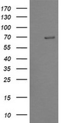 TRMT2A Monoclonal Antibody (OTI2C6), TrueMAB , OriGene 30 &mu;L; Unconjugated:Antibodies,