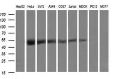 TRMU Mouse anti-Canine, Human, Mouse, Clone: OTI2A4, liquid, TrueMAB 100