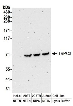 TRPC3 Rabbit anti-Human, Polyclonal, Bethyl Laboratories 100 &mu;L; Unconjugated:Antibodies,