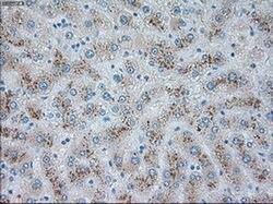 TRPM4 Mouse anti-Human, Clone: OTI14F1, liquid, TrueMAB 100 &mu;L | Buy Online | Origene Technologies | Fisher Scientific