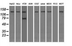 TRPM4 Mouse anti-Canine, Human, Clone: OTI10H5, liquid, TrueMAB 30 &mu;L;