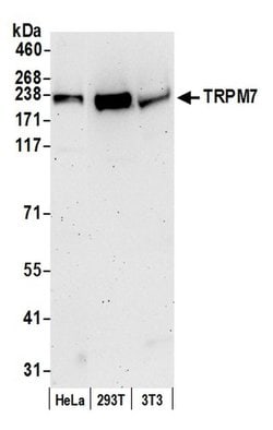 TRPM7 Rabbit anti-Human, Polyclonal, Bethyl Laboratories 20 &mu;l; Unlabeled:Antibodies,