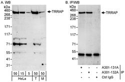 TRRAP Rabbit anti-Human, Mouse, Polyclonal, Bethyl Laboratories 100 &mu;L;
