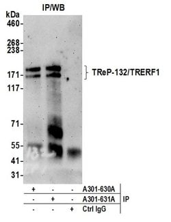 TReP-132/TRERF1 Rabbit anti-Human, Polyclonal, Bethyl Laboratories 100