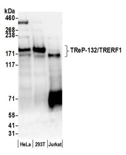 TReP-132/TRERF1 Polyclonal Antibody, Bethyl Laboratories:Antibodies:Primary