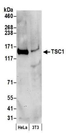 TSC1 Polyclonal Antibody, Bethyl Laboratories:Antibodies:Primary Antibodies