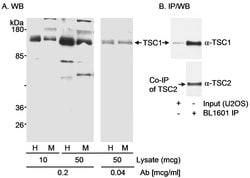 TSC1 Rabbit anti-Human, Mouse, Polyclonal, Bethyl Laboratories 100 &mu;L;
