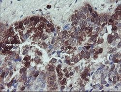 TSC22D1 Monoclonal Antibody (OTI1A5), TrueMAB , OriGene 100 &mu;L; Unconjugated:Antibodies,