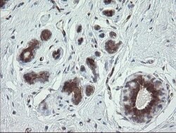 TSC22D1 Monoclonal Antibody (OTI3B10), TrueMAB , OriGene 30 &mu;L; Unconjugated:Antibodies,