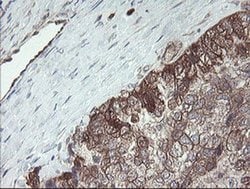 TSC22D1 Monoclonal Antibody (OTI3B10), TrueMAB , OriGene 30 &mu;L; Unconjugated:Antibodies,