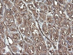 TSC22D1 Monoclonal Antibody (OTI3B10), TrueMAB , OriGene 30 &mu;L; Unconjugated:Antibodies,