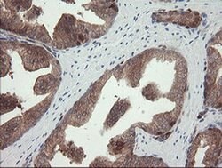 TSC22D1 Monoclonal Antibody (OTI3B10), TrueMAB , OriGene 30 &mu;L; Unconjugated:Antibodies,