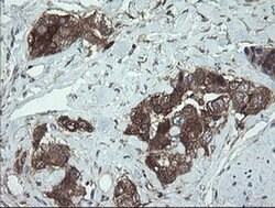 TSC22D1 Monoclonal Antibody (OTI3B10), TrueMAB , OriGene 30 &mu;L; Unconjugated:Antibodies,