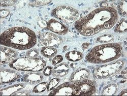 TSC22D1 Monoclonal Antibody (OTI3B10), TrueMAB , OriGene 30 &mu;L; Unconjugated:Antibodies,