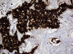 TSC22D1 Monoclonal Antibody (OTI2G3), TrueMAB , OriGene 100 &mu;L; Unconjugated:Antibodies,