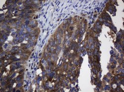 TSC22D1 Mouse anti-Human, Clone: OTI4A11, lyophilized, TrueMAB 100 &mu;g;
