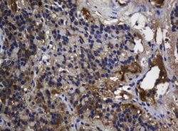 TSC22D1 Mouse anti-Human, Clone: OTI4A11, lyophilized, TrueMAB 100 &mu;g;