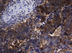 TSC22D1 Mouse anti-Human, Clone: OTI4A11, lyophilized, TrueMAB 100 &mu;g;