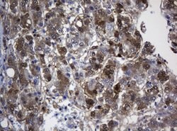 TSC22D1 Mouse anti-Human, Clone: OTI4A11, lyophilized, TrueMAB 100 &mu;g;