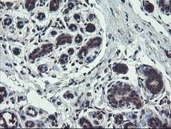 TSC22D1 Mouse anti-Human, Clone: OTI4H8, lyophilized, TrueMAB 100 &mu;g;