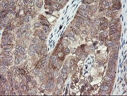 TSC22D1 Mouse anti-Human, Clone: OTI4H8, lyophilized, TrueMAB 100 &mu;g;