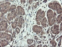TSC22D1 Mouse anti-Human, Clone: OTI4H8, lyophilized, TrueMAB 100 &mu;g;
