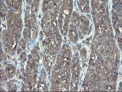 TSC22D1 Mouse anti-Human, Clone: OTI4H8, lyophilized, TrueMAB 100 &mu;g;