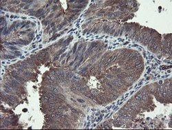 TSC22D1 Mouse anti-Human, Clone: OTI4H8, lyophilized, TrueMAB 100 &mu;g;
