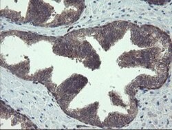 TSC22D1 Mouse anti-Human, Clone: OTI4H8, lyophilized, TrueMAB 100 &mu;g;
