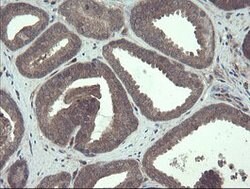 TSC22D1 Mouse anti-Human, Clone: OTI4H8, lyophilized, TrueMAB 100 &mu;g;