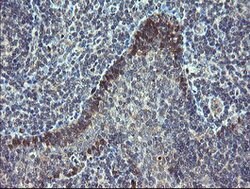 TSC22D1 Mouse anti-Human, Clone: OTI4H8, lyophilized, TrueMAB 100 &mu;g;