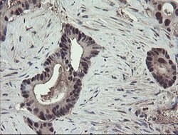 TSC22D1 Mouse anti-Human, Clone: OTI4H8, lyophilized, TrueMAB 100 &mu;g;