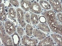 TSC22D1 Mouse anti-Human, Clone: OTI4H8, lyophilized, TrueMAB 100 &mu;g;