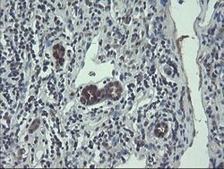 TSC22D1 Mouse anti-Human, Clone: OTI4H8, lyophilized, TrueMAB 100 &mu;g;