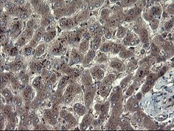 TSC22D1 Mouse anti-Human, Clone: OTI4H8, lyophilized, TrueMAB 100 &mu;g;
