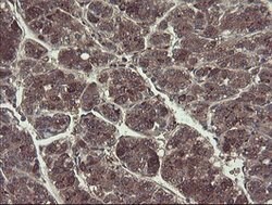 TSC22D1 Mouse anti-Human, Clone: OTI4H8, lyophilized, TrueMAB 100 &mu;g;