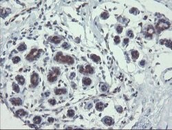 TSC22D1 Monoclonal Antibody (OTI3B7), TrueMAB , OriGene 100 &mu;L; Unconjugated:Antibodies,