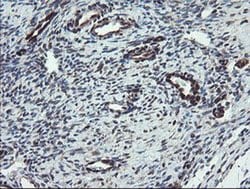 TSC22D1 Monoclonal Antibody (OTI3B7), TrueMAB , OriGene 100 &mu;L; Unconjugated:Antibodies,