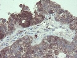 TSC22D1 Monoclonal Antibody (OTI3B7), TrueMAB , OriGene 100 &mu;L; Unconjugated:Antibodies,