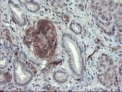 TSC22D1 Monoclonal Antibody (OTI3B7), TrueMAB , OriGene 100 &mu;L; Unconjugated:Antibodies,