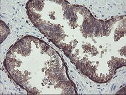 TSC22D1 Monoclonal Antibody (OTI3B7), TrueMAB , OriGene 100 &mu;L; Unconjugated:Antibodies,