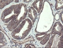 TSC22D1 Monoclonal Antibody (OTI3B7), TrueMAB , OriGene 100 &mu;L; Unconjugated:Antibodies,