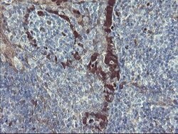 TSC22D1 Monoclonal Antibody (OTI3B7), TrueMAB , OriGene 100 &mu;L; Unconjugated:Antibodies,